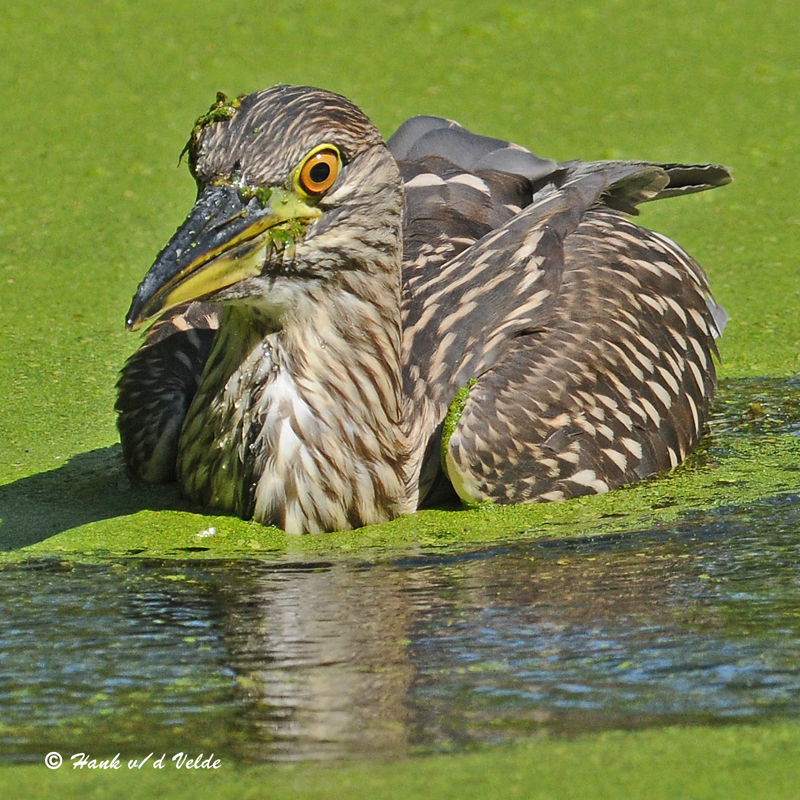 20090824 433 Black-crowned Night-Heron juv.jpg