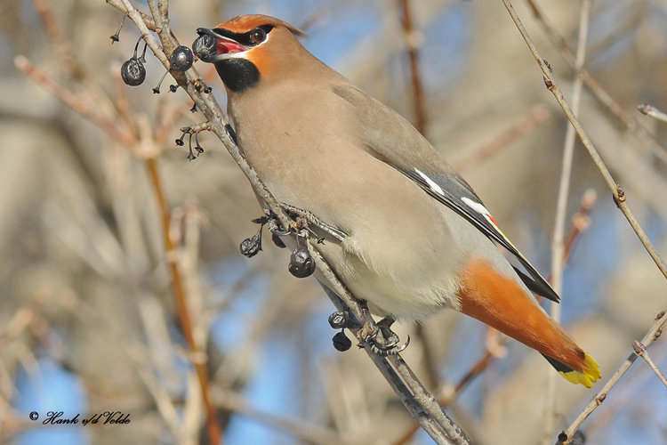 20100212 158 Bohemian Waxwing.jpg