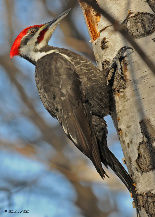 20100310 056 Pileated Woodpecker (M).jpg