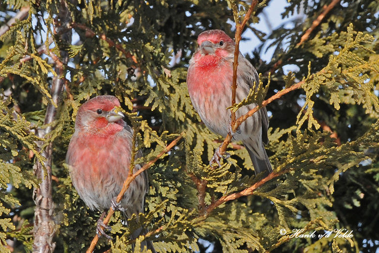 20100202 437 House Finches M.jpg