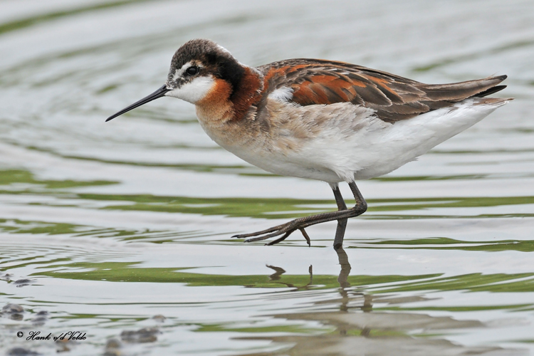 20100605 193 Wilsons Phalarope.jpg