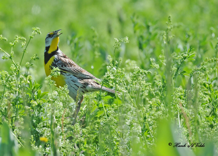 20100607 064 Eastern Meadowlark.jpg