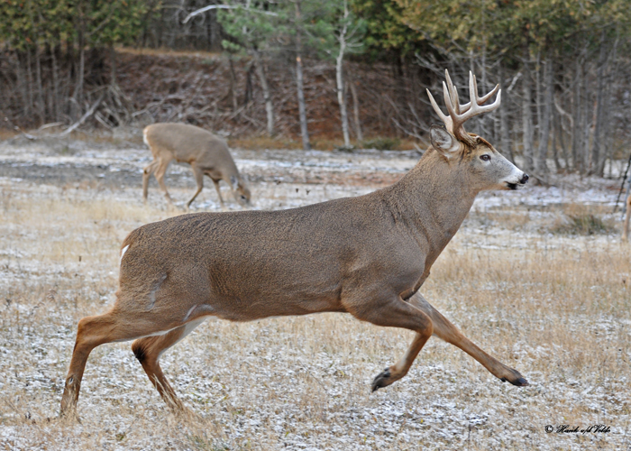 20101119 504 White-tailed Buck, 10 pointer SERIES.jpg