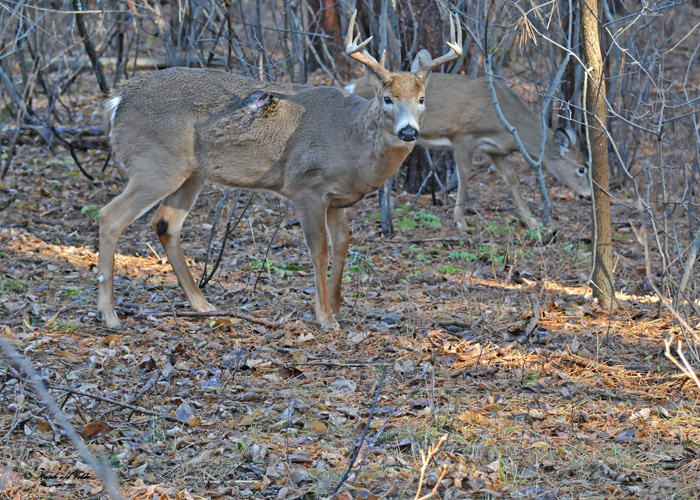 20101123 027  SERIES - White-tailed Buck,  smaller 10 pointer SERIES.jpg