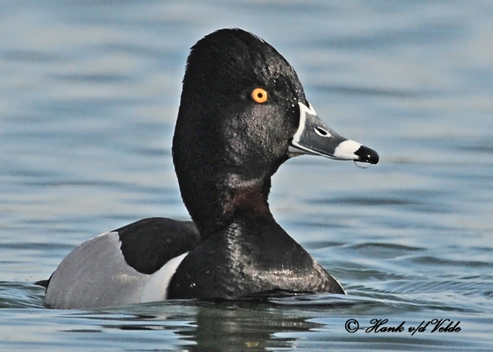 20110425 068 SERIES - Ring-necked Duck (M).jpg