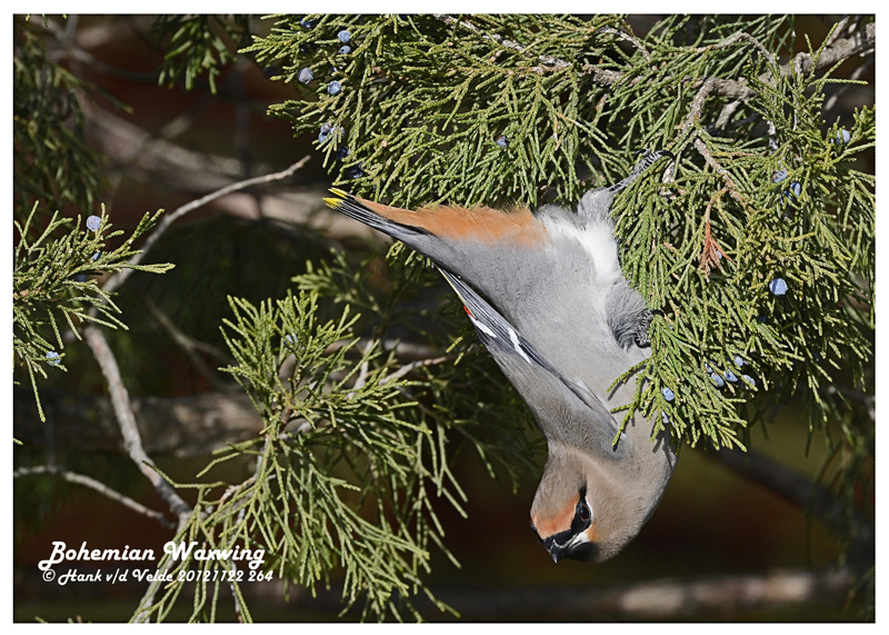 20121122 264 Bohemian Waxwing.jpg