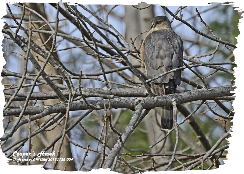 20121126 004 Coopers Hawk.jpg