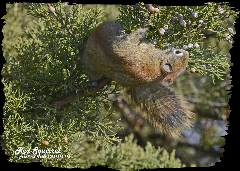 20121116 118 SERIES - Red Squirrel.jpg