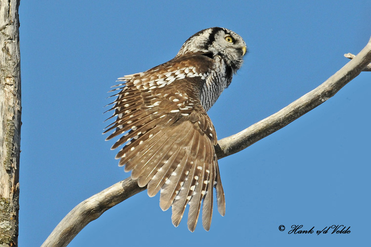 20100304 565 Northern Hawk Owl2.jpg