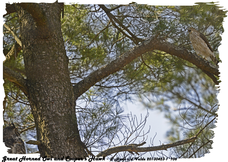 20130423-1 106 SERIES - Great Horned Owl and Coopers Hawk.jpg