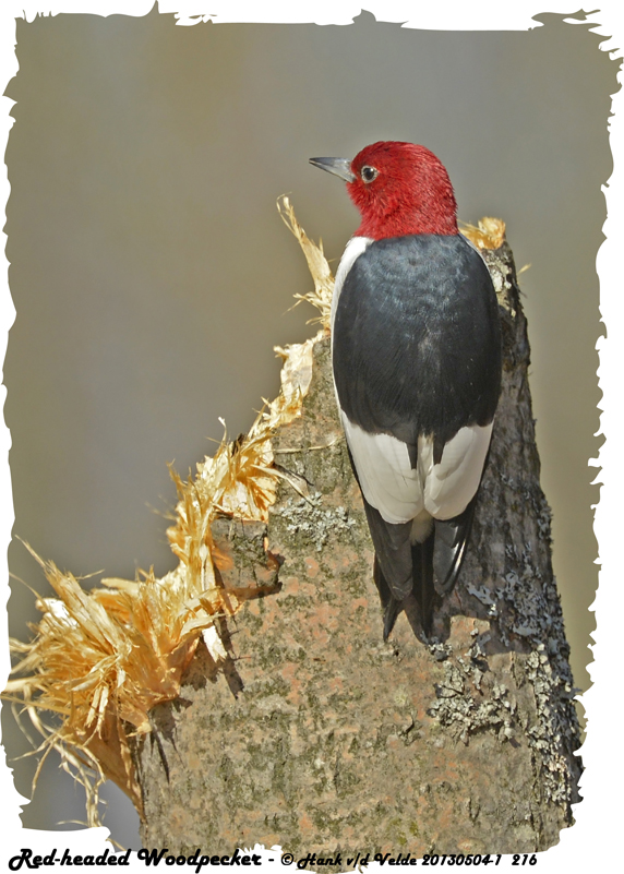 20130504-1 216 Red-headed Woodpecker.jpg