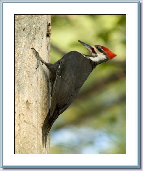 Pileated Woodpecker