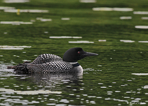 20080621 300 269 Common Loons (imm 8 days old).jpg