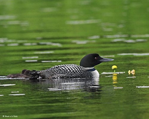 20080621 300 390 Common Loons (imm 8 days old).jpg