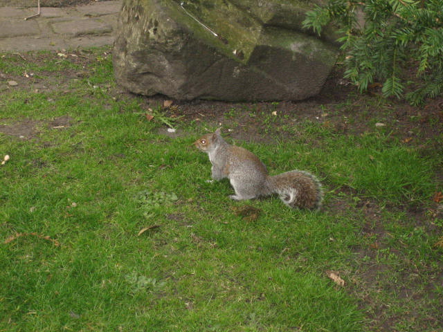 Squirrel in park