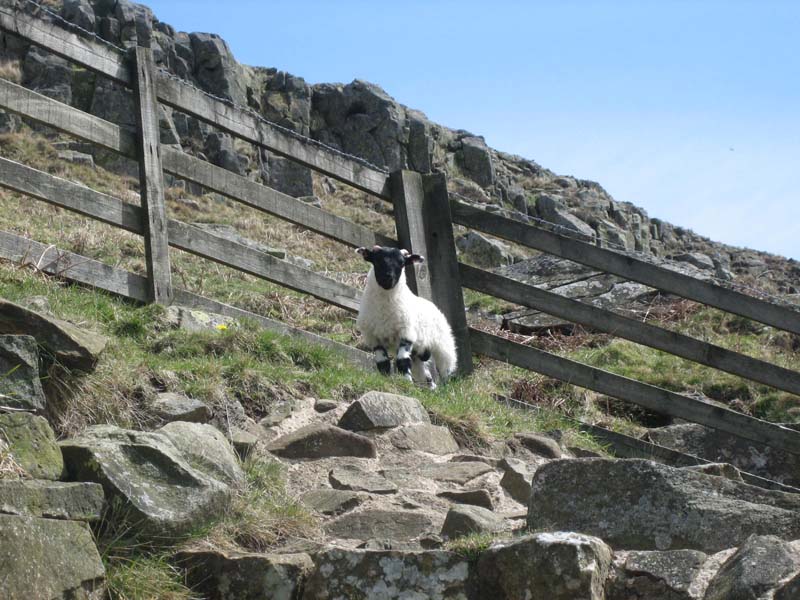 looking sheepish ;-)