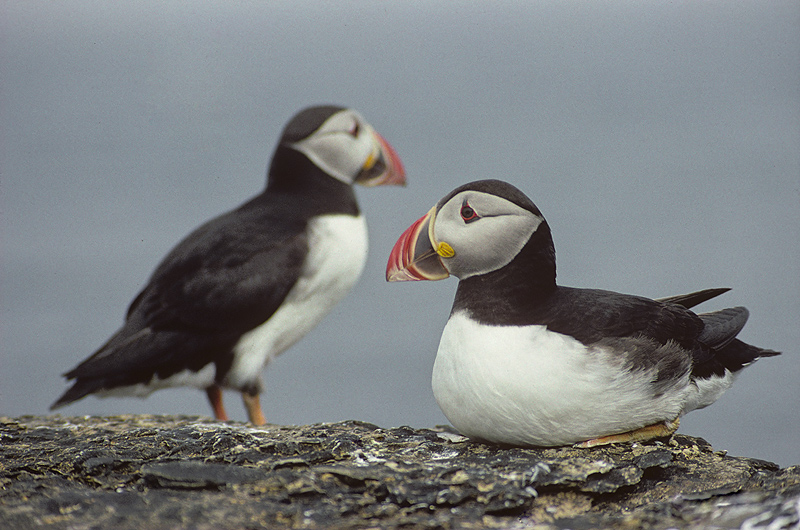 Just Puffins