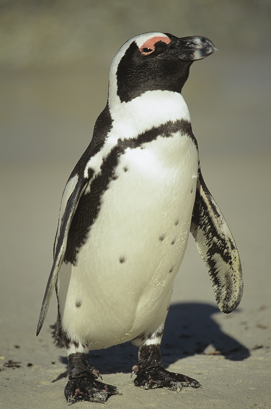 Jackass Penguin
