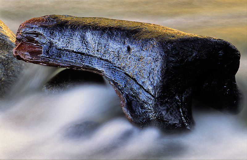 Beached Burnt Stump