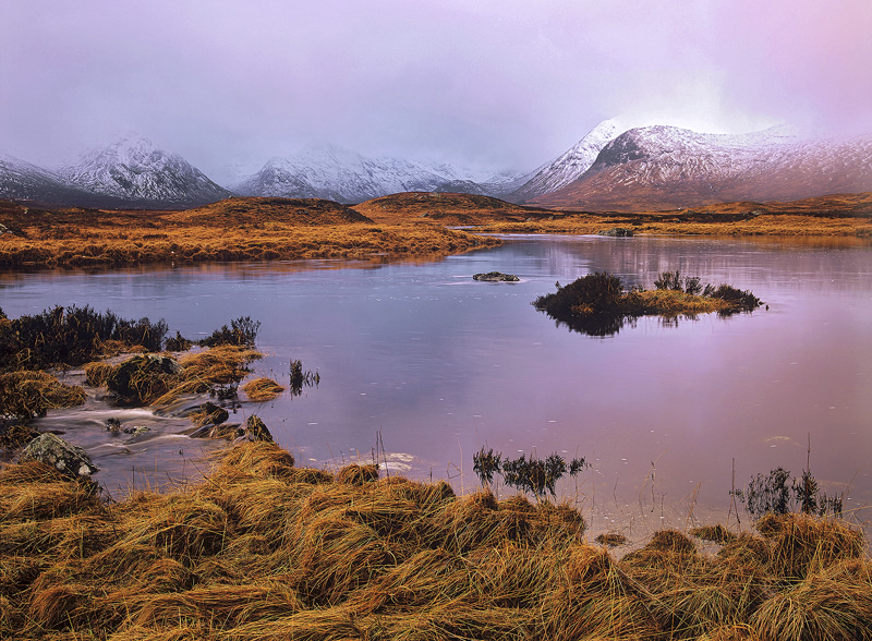 Morning Blush Rannoch