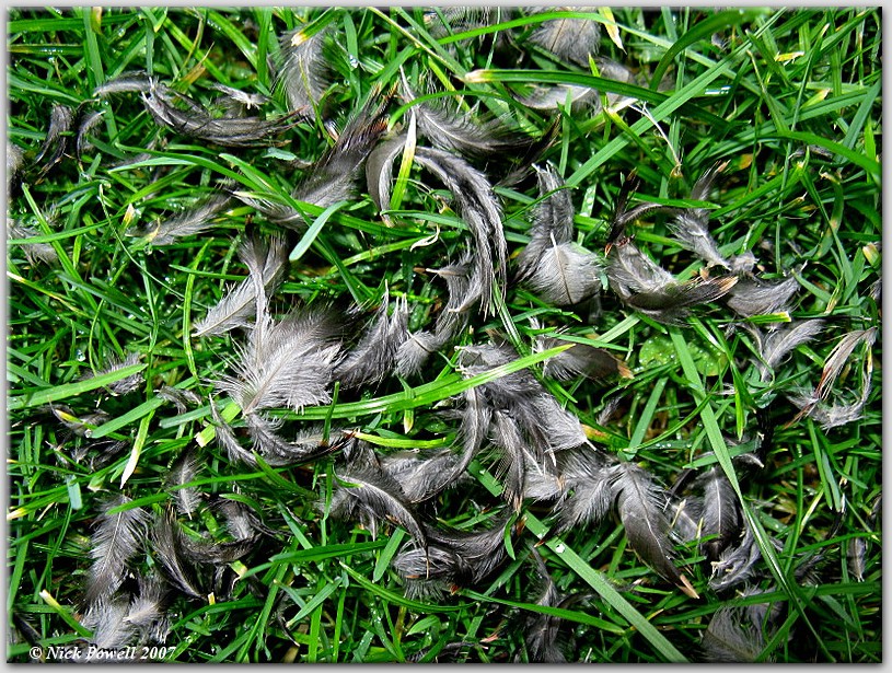 Remnants of sparrowhawk meal