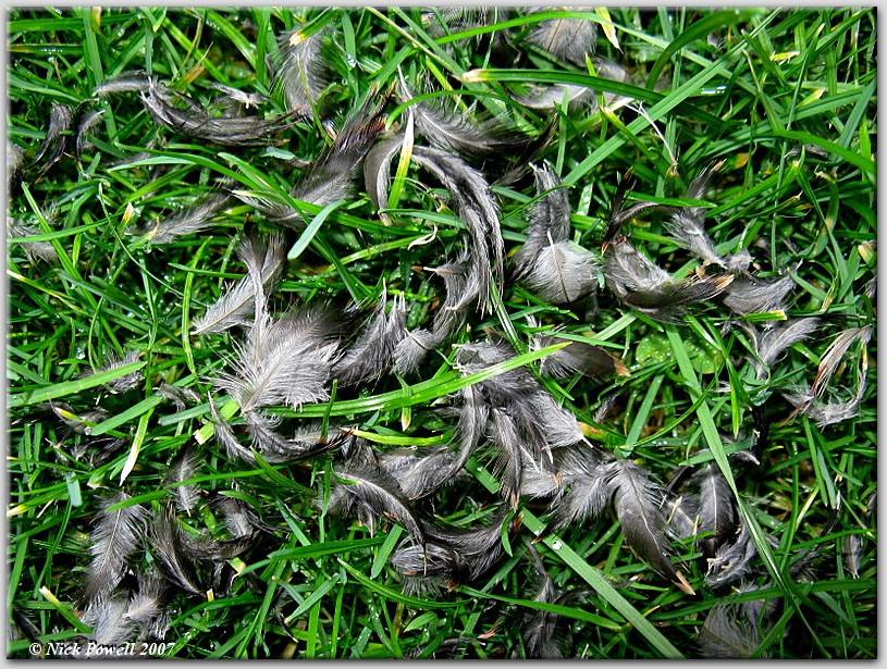 Remnants of sparrowhawk meal