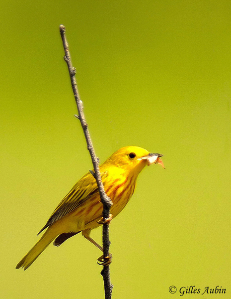 ONI_7198 Paruline Jaune D.P. copy co.jpg