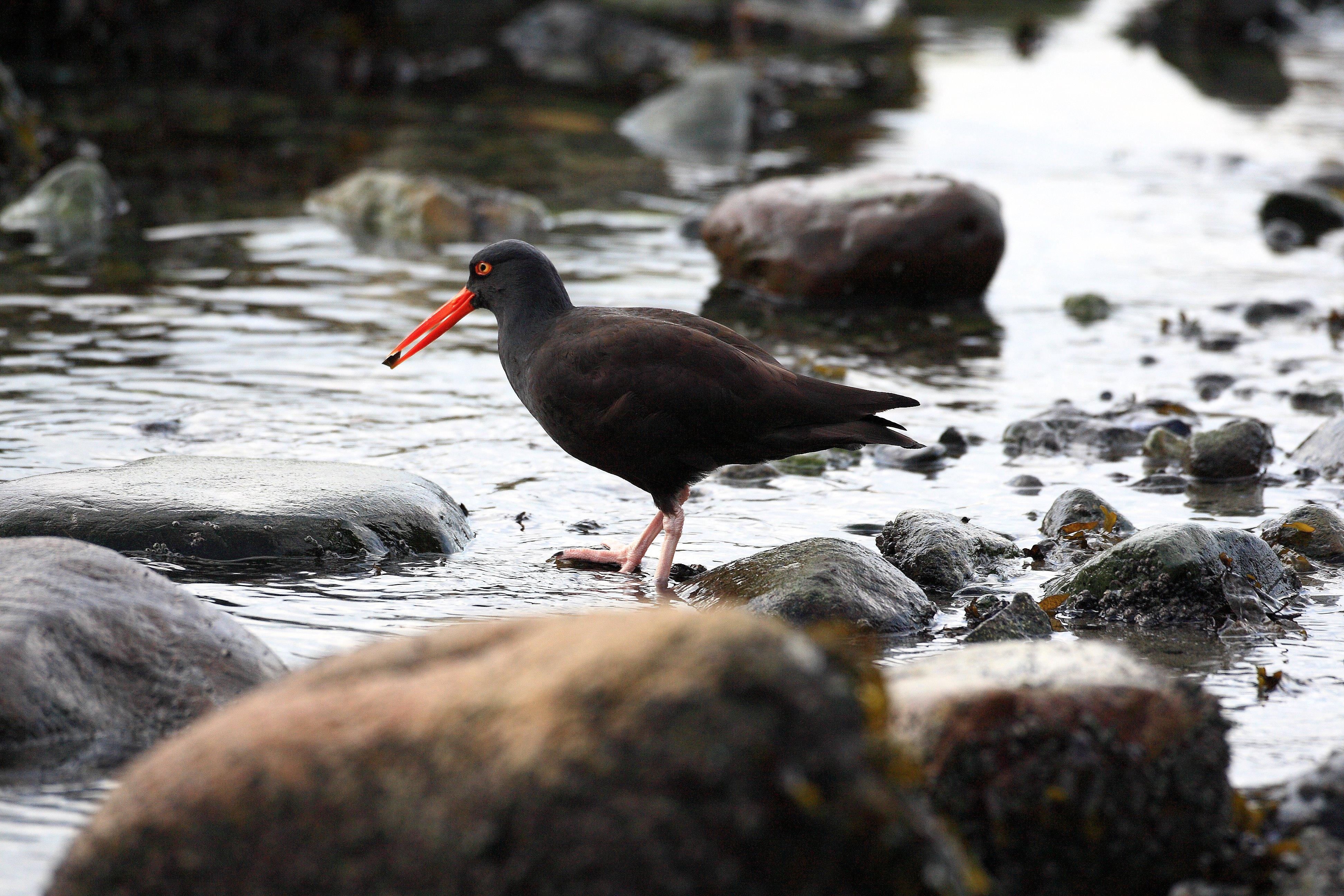 oyster catcher