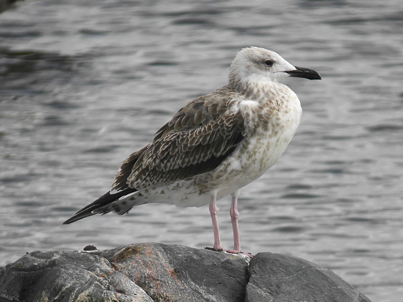 Kaspisk trut - Caspian Gull  (Larus cachinnans)