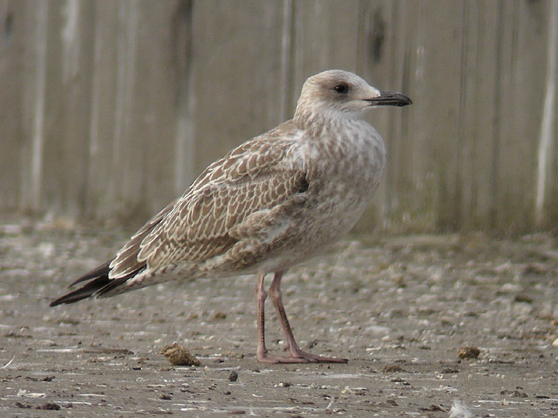 Kaspisk trut - Caspian Gull  (Larus cachinnans)