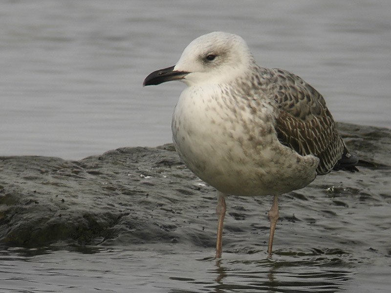 Kaspisk trut - Caspian Gull (Larus cachinnans)