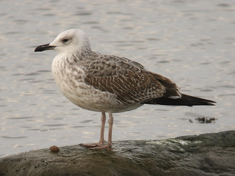 Kaspsik trut - Caspian Gull (Larus cachinnans)