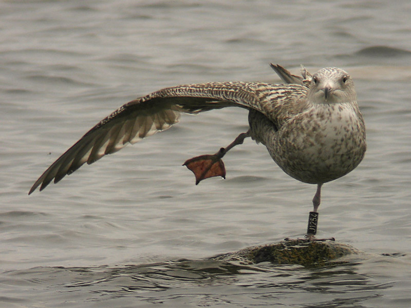 Grtrut - Herring Gull  (Larus argentatus
