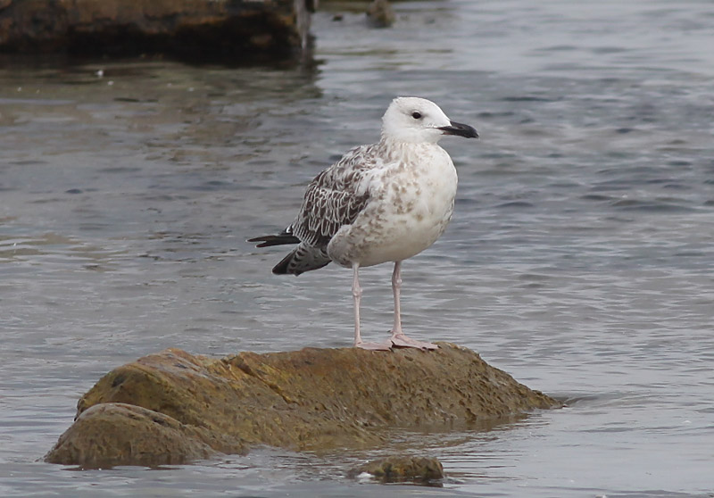 Kaspisk trut - Caspian Gull (Larus cachinnans)