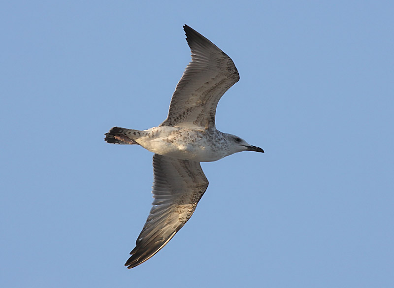 Kaspisk trut - Caspian Gull  (Larus cachinnans)