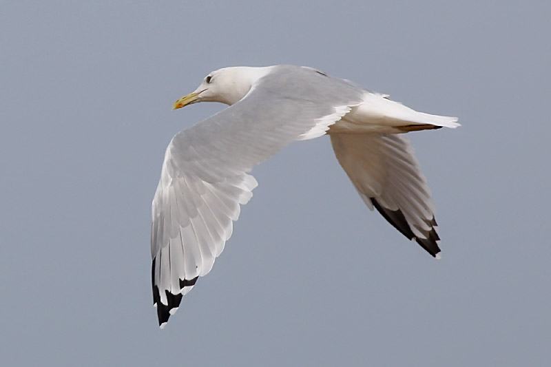 Kaspisk trut - Caspian Gull (Larus cachinnans)