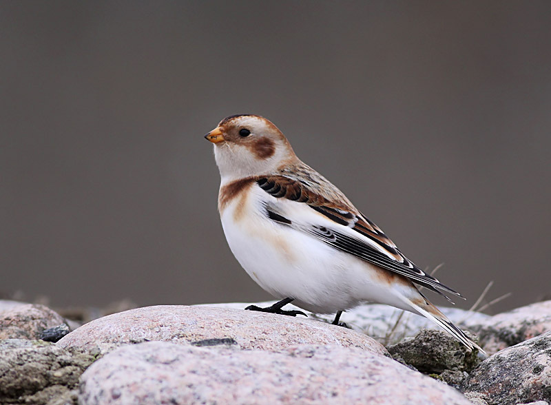 Snösparv - Snow Bunting (Plectrophenax nivalis)