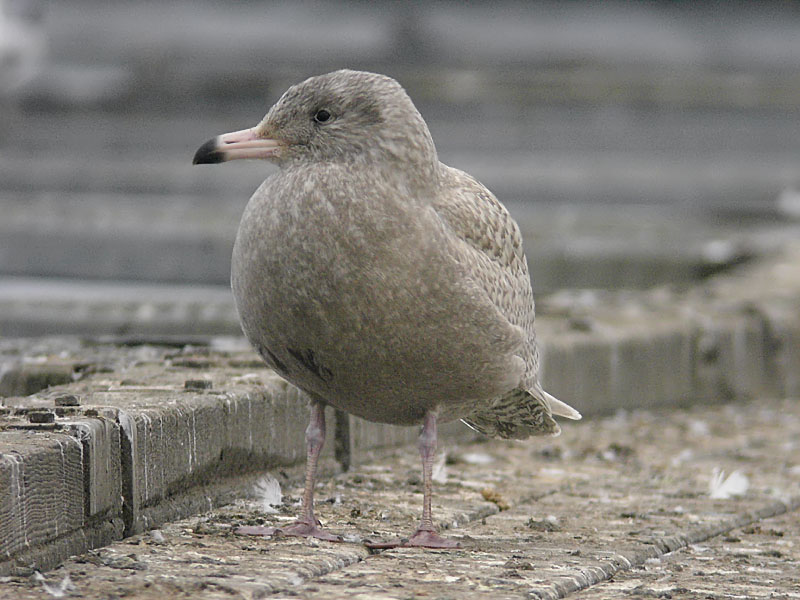 Vittrut - Glaucous Gull  (Larus hyperboreus)