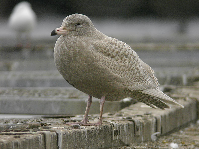 Vittrut - Glaucous Gull  (Larus hyperboreus)