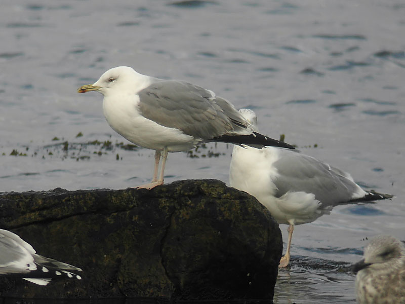 Medelhavstrut - Yellow-legged Gull  (Larus michahellis)