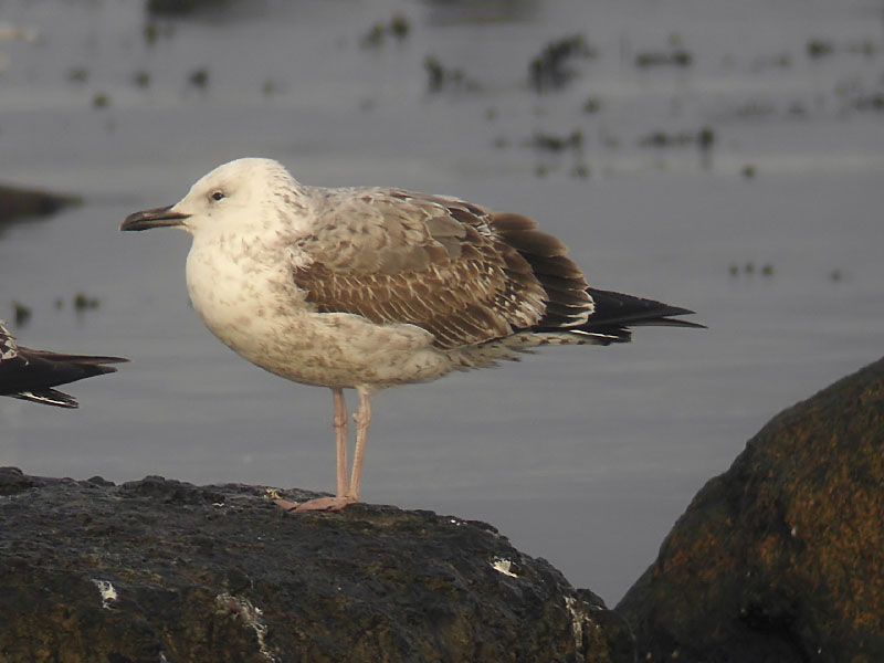Kaspisk trut - Caspian Gull  (Larus cachinnans)