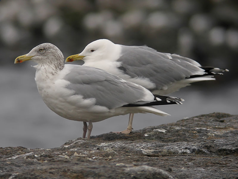 Kaspisk trut - Caspian Gull (Larus cachinnans)
