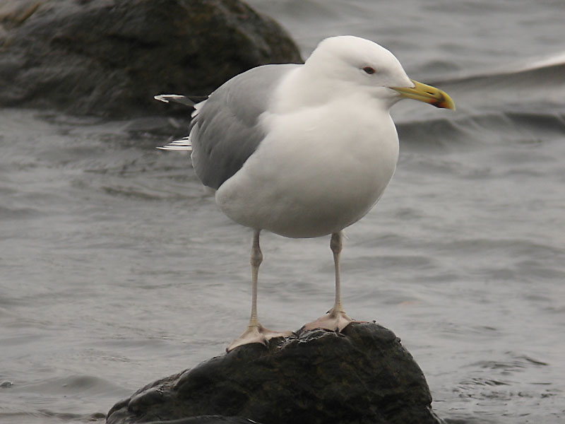 Kaspisk trut - Caspian Gull (Larus cachinnans)