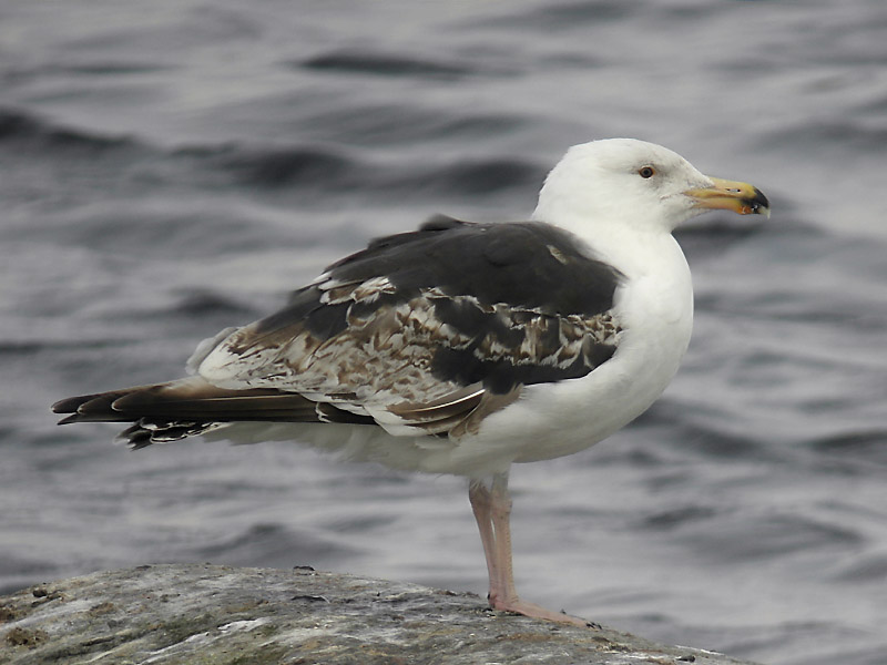 Havstrut - Great Black-backed Gull  (Larus marinus)