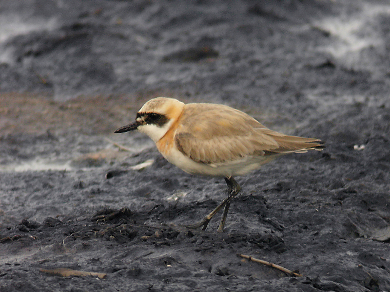 Ökenpipare - Greater Sand Plover (Anarhynchus leschenaultii)