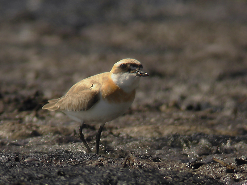 Ökenpipare - Greater Sand Plover (Anarhynchus leschenaultii)