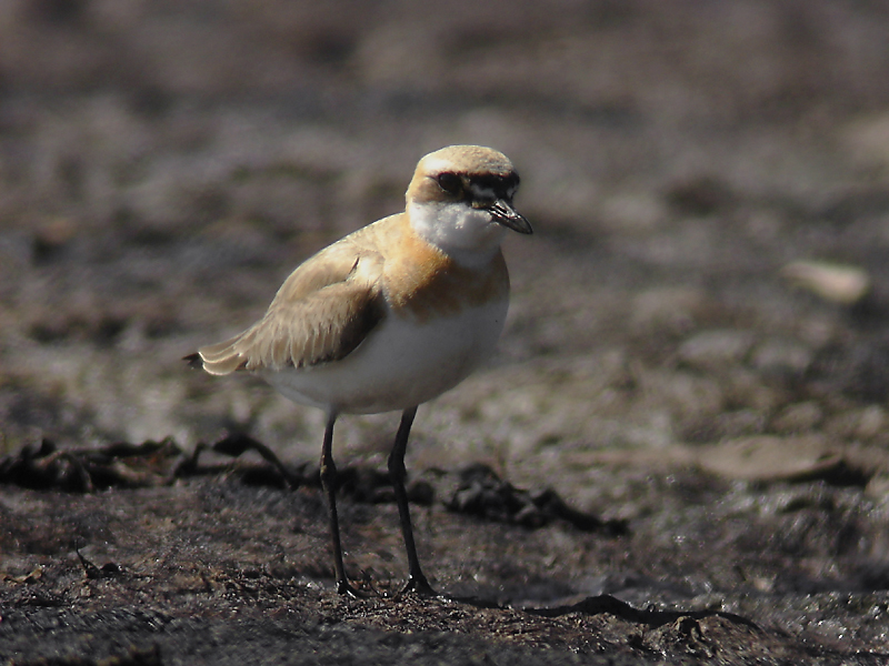 Ökenpipare - Greater Sand Plover (Anarhynchus leschenaultii)