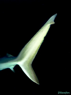Cauda de SIlk Shark