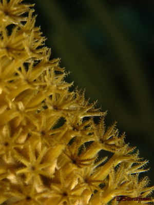 Plipo de Coral