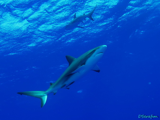 Silk shark